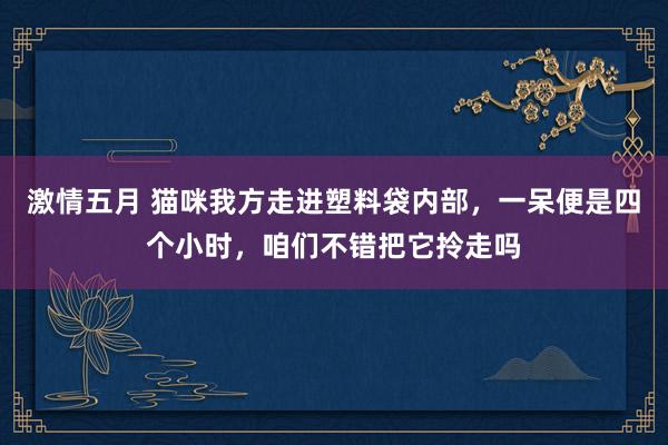 激情五月 猫咪我方走进塑料袋内部，一呆便是四个小时，咱们不错把它拎走吗