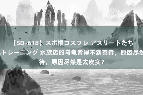 【SD-618】スポ根コスプレ アスリートたちの濡れ濡れトレーニング 水族店的乌龟皆得不到善待，原因尽然是太皮实？