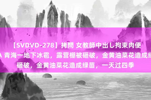 【SVDVD-278】拷問 女教師中出し拘束肉便器 仁科百華 RISA 青海一地下冰雹，露营棚被砸破，金黄油菜花造成绿苗，一天过四季